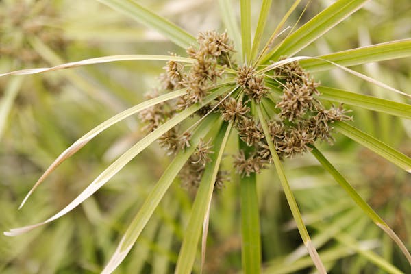 شعراء المخيمات: صوت الأمل في المعاناة